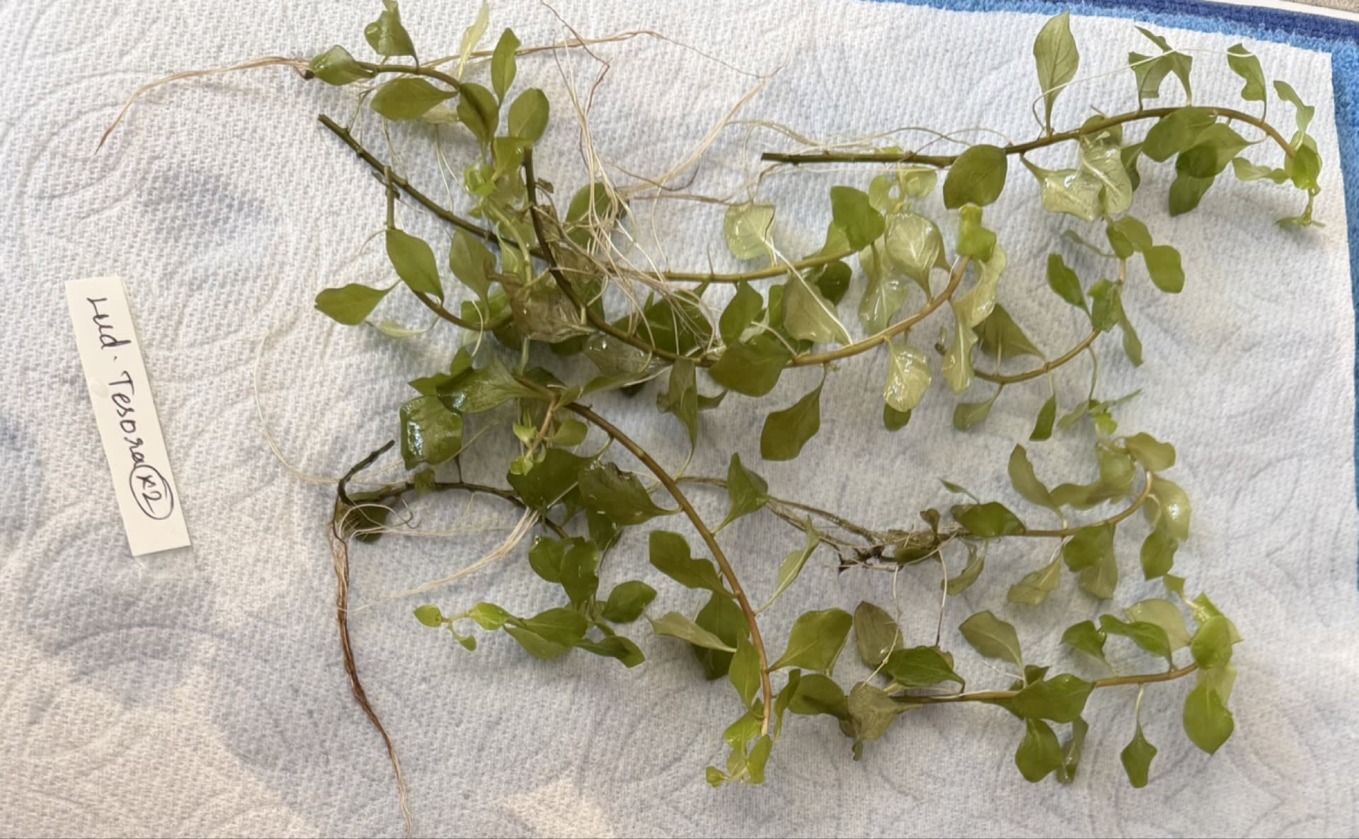 Ludwigia Super Red