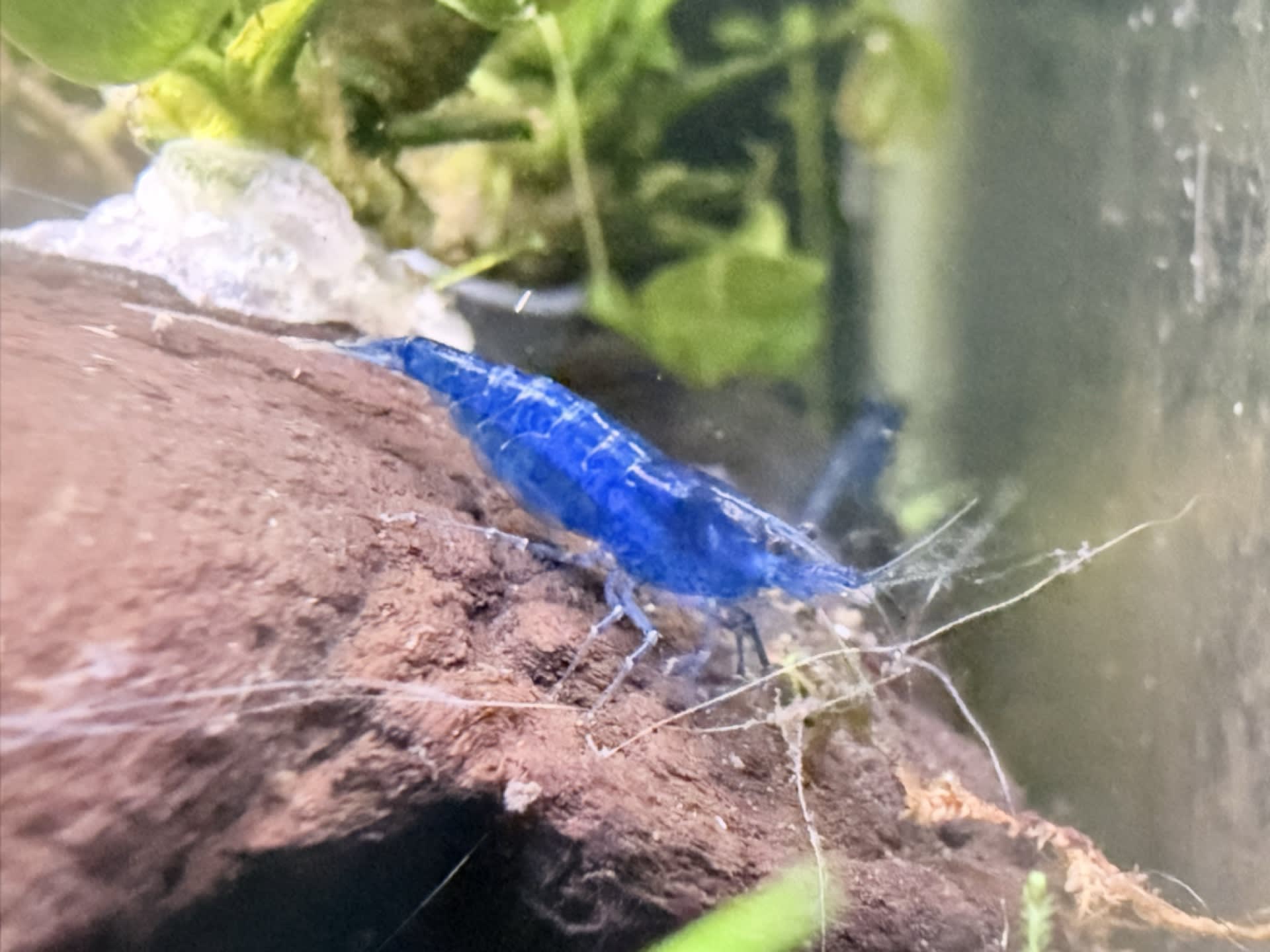 Blue Dream Shrimp
