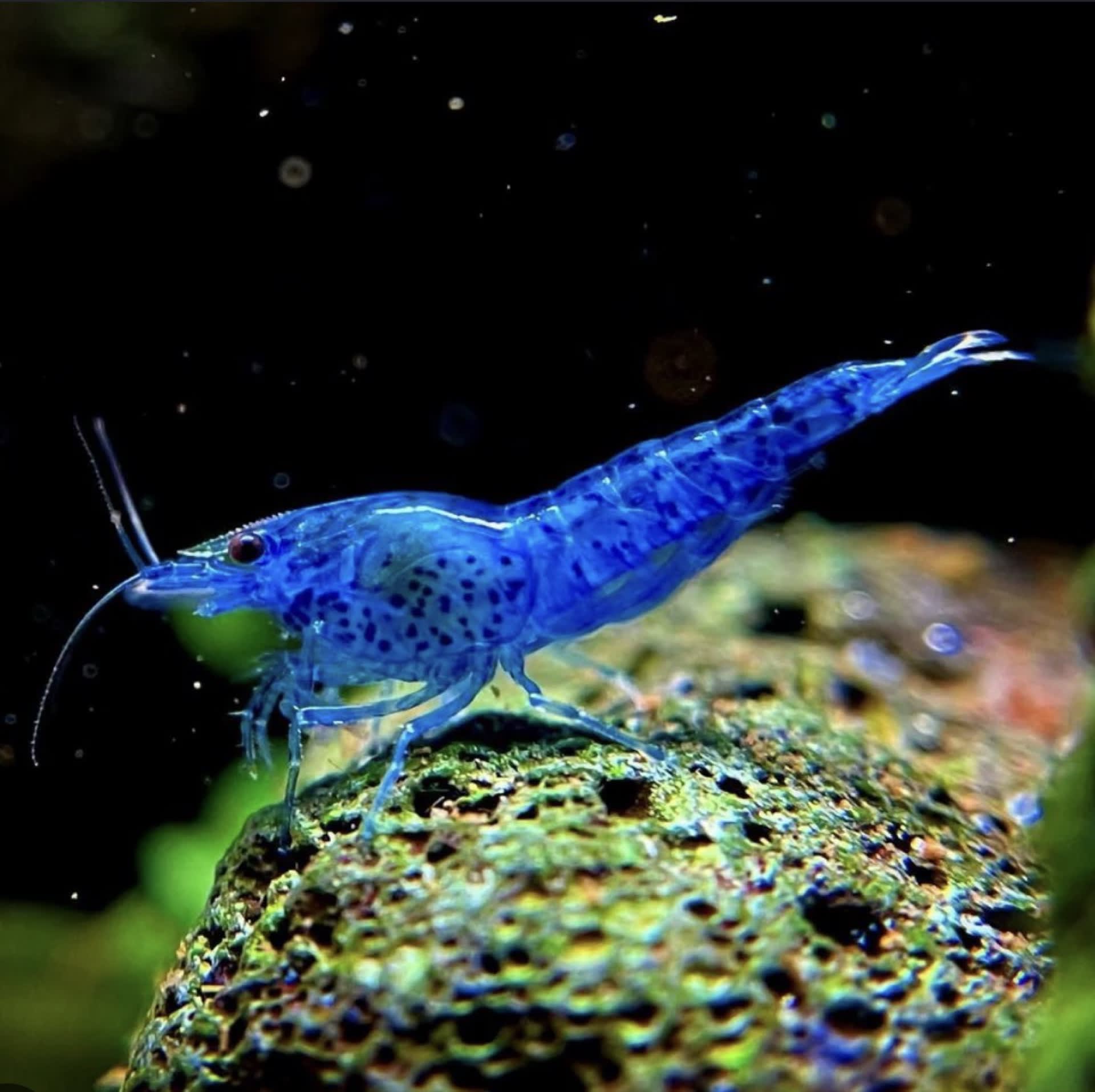 Blue Dream Shrimp