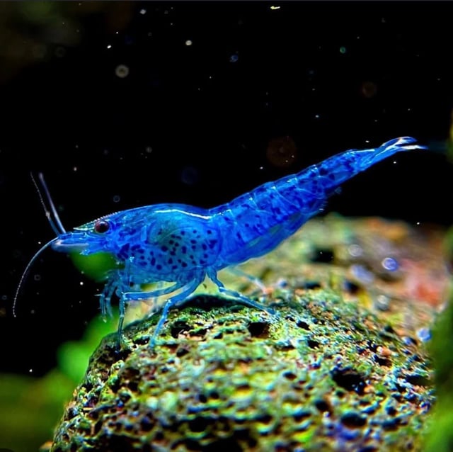 Blue Dream Shrimp