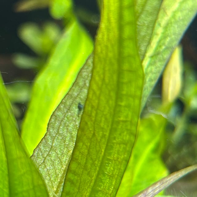 Blue Dream Shrimp