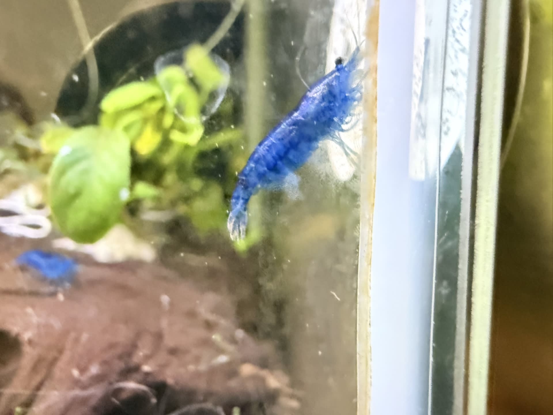 Blue Dream Shrimp