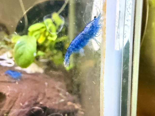 Blue Dream Shrimp
