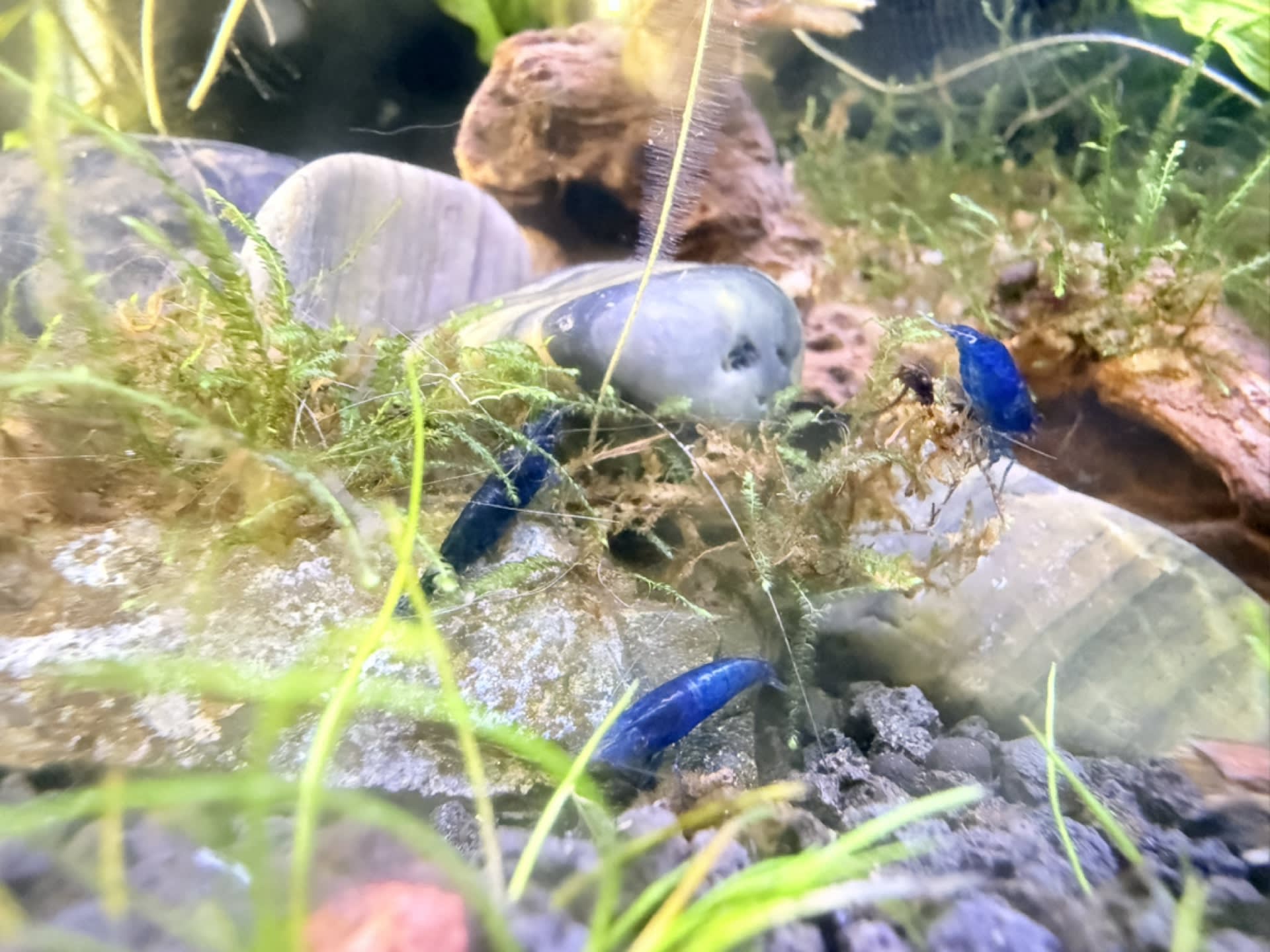 Blue Dream Shrimp