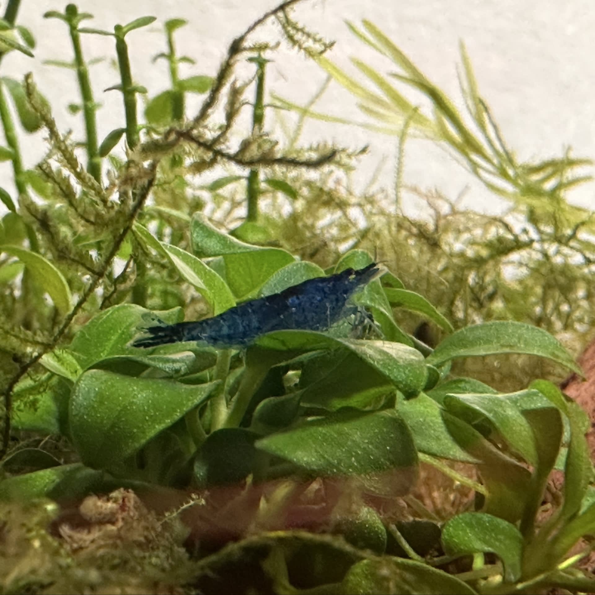Blue Dream Shrimp