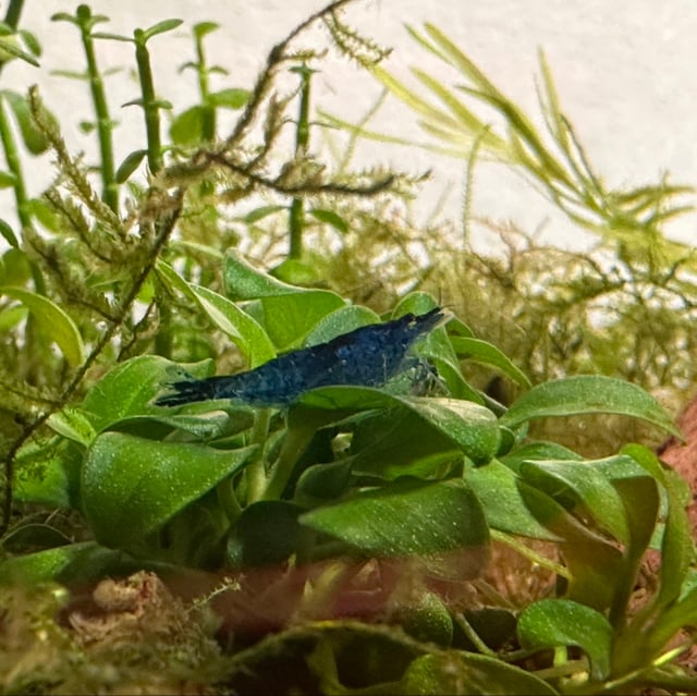 Blue Dream Shrimp