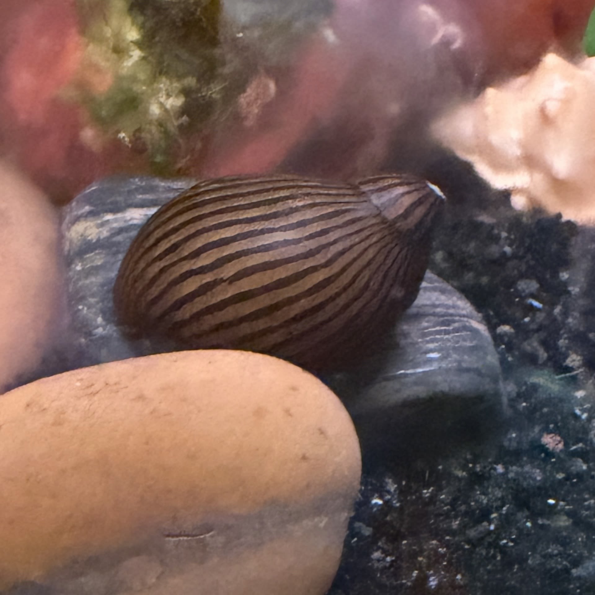 Zebra Nerite Snail