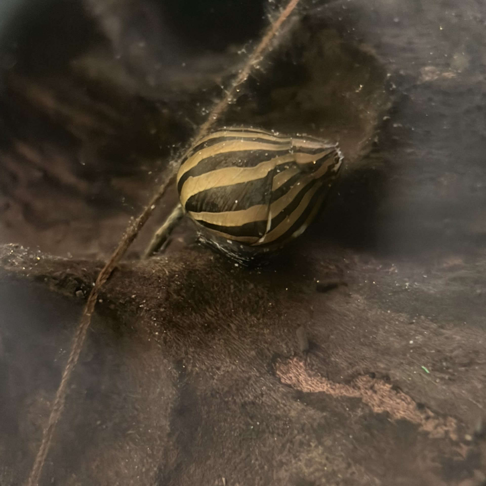Zebra Nerite Snail