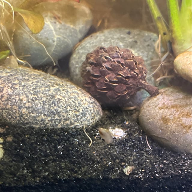Bladder Snail