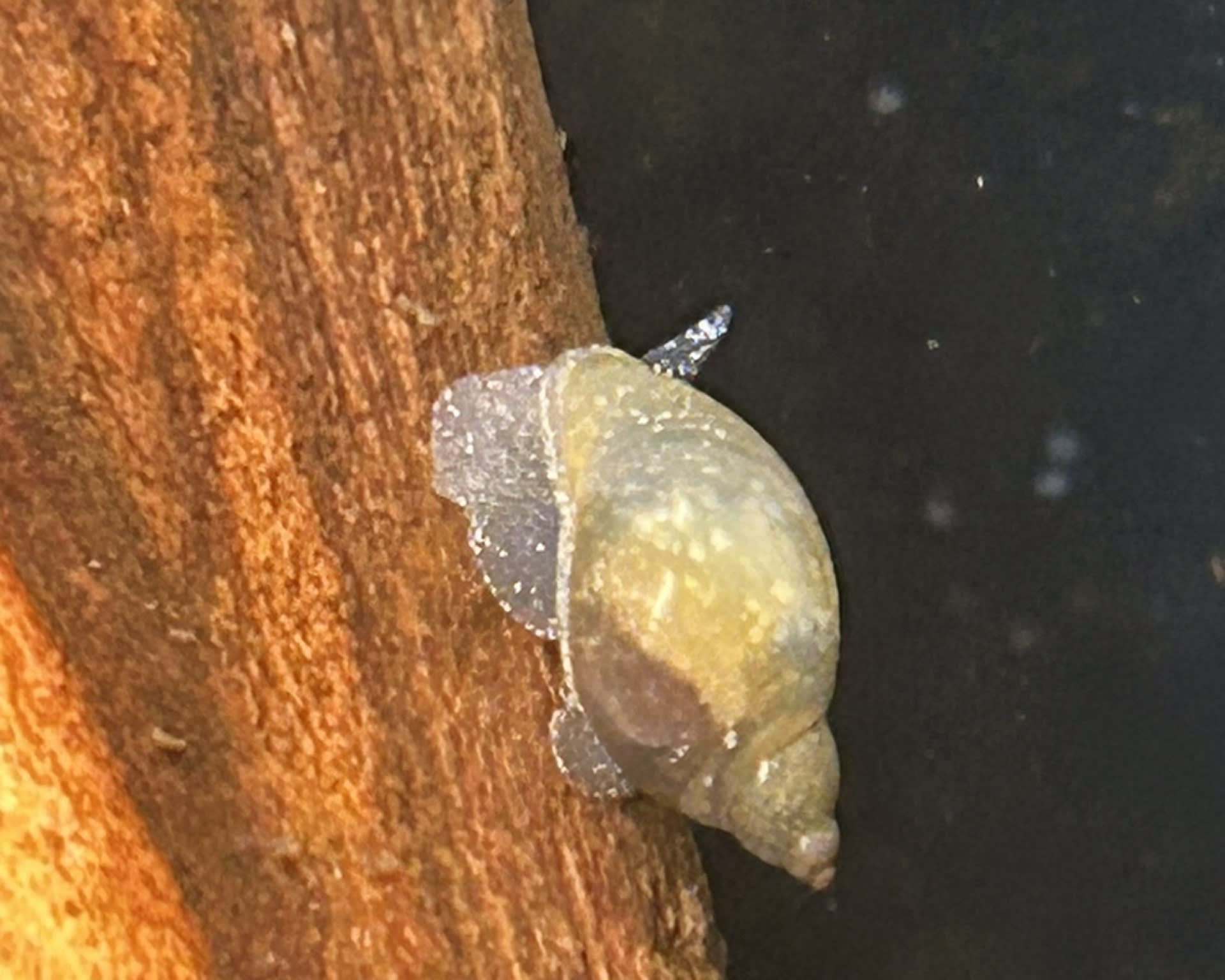 Bladder Snail