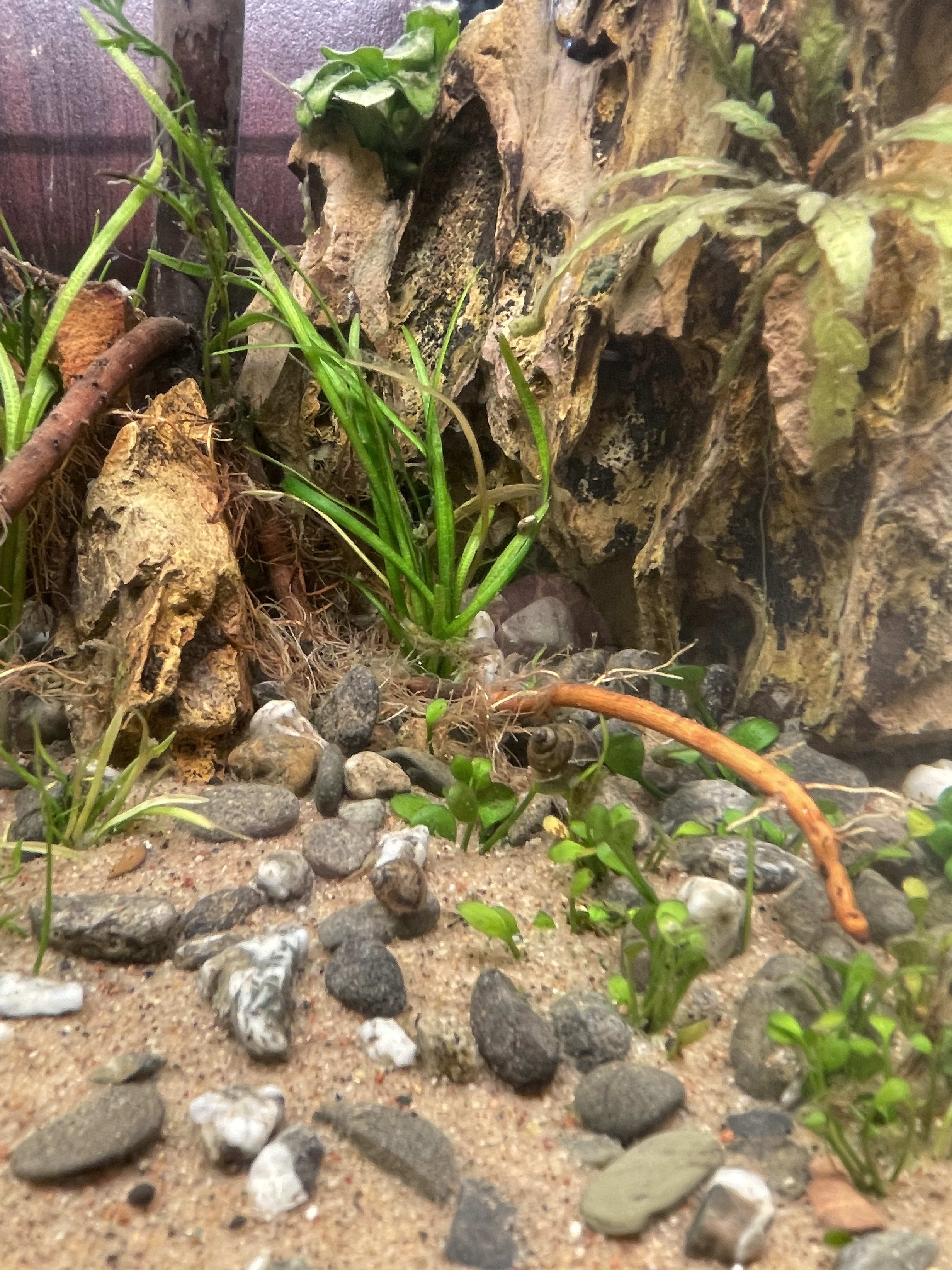 Japanese Trapdoor Snail