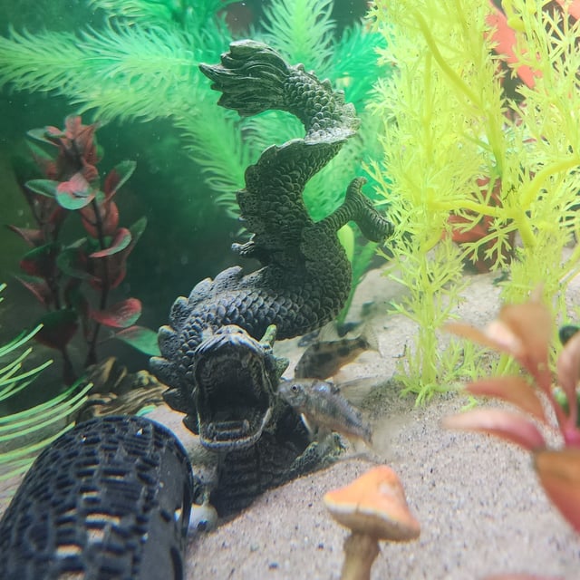 Peppered Corydoras