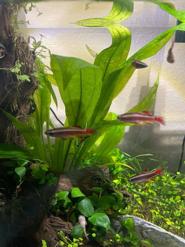 White Cloud Mountain Minnow