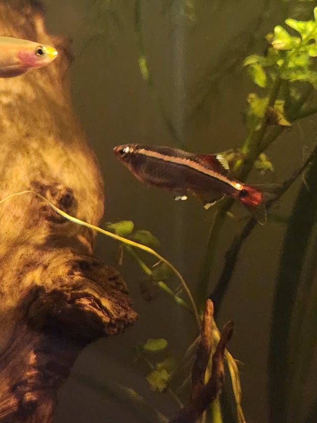 White Cloud Mountain Minnow