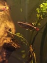White Cloud Mountain Minnow