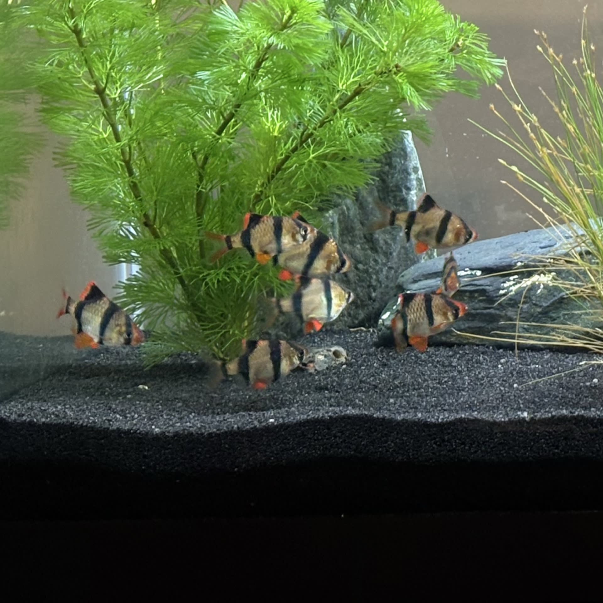 Tiger Barb