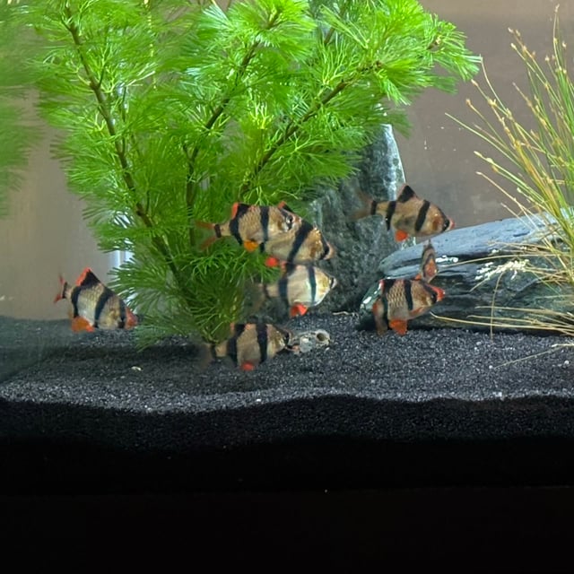 Tiger Barb