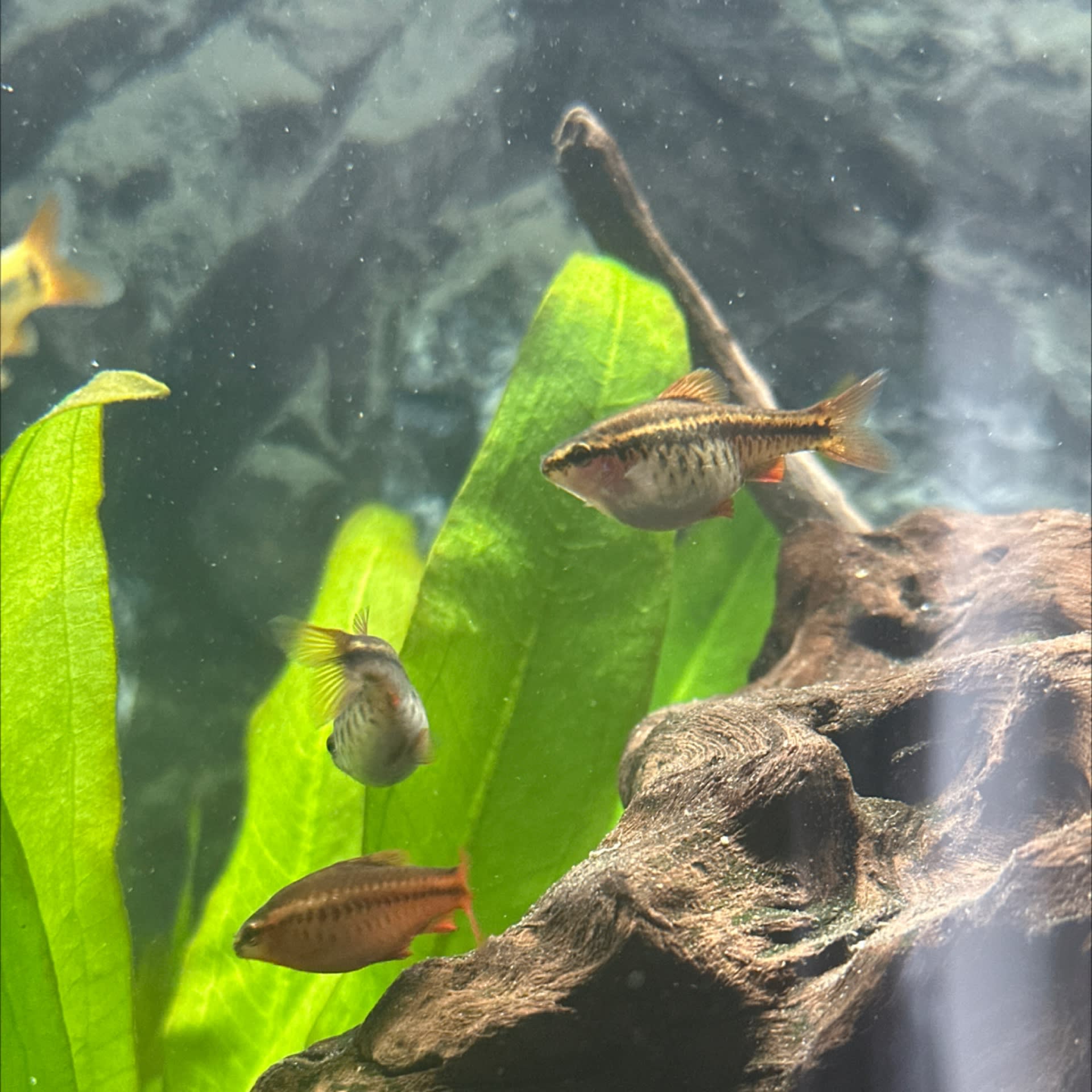 Cherry Barb