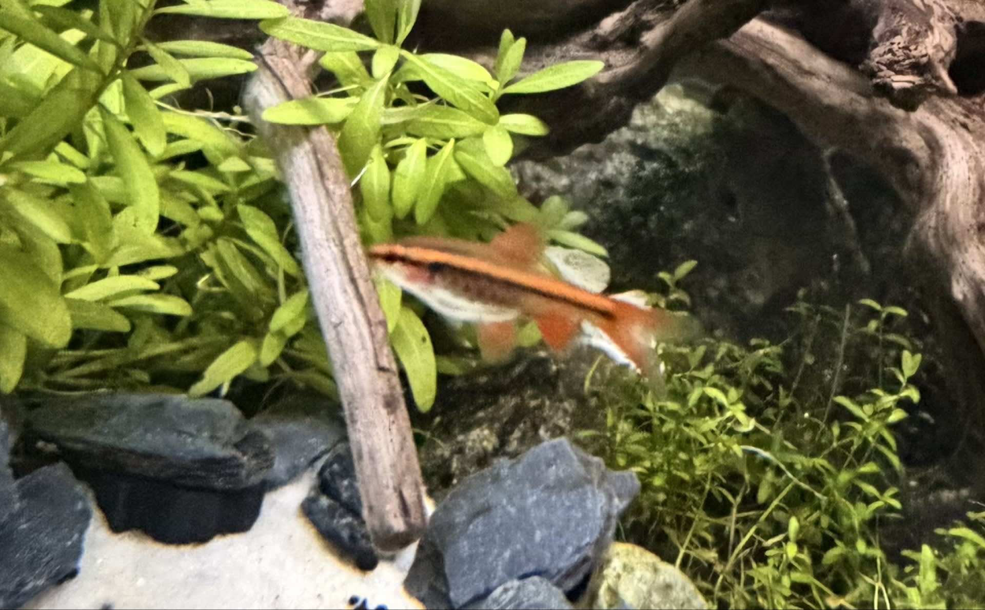 Cherry Barb