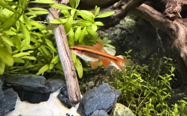 Cherry Barb