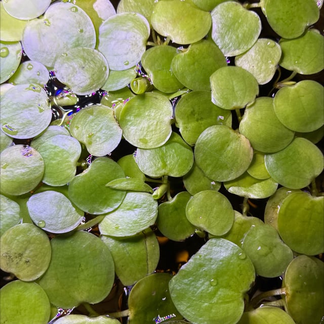 Amazon Frogbit