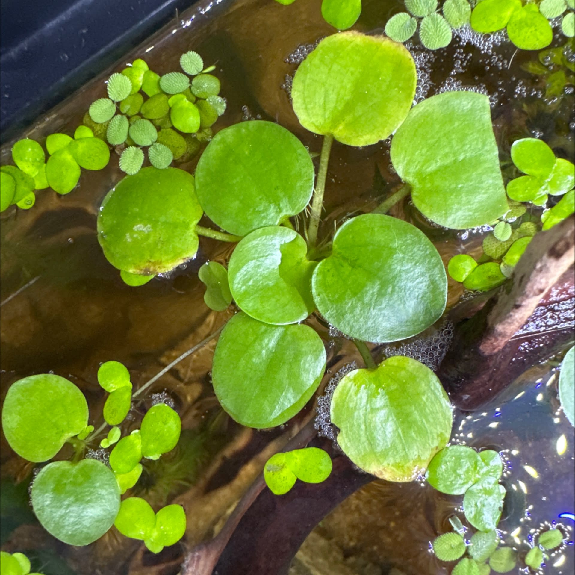 Amazon Frogbit