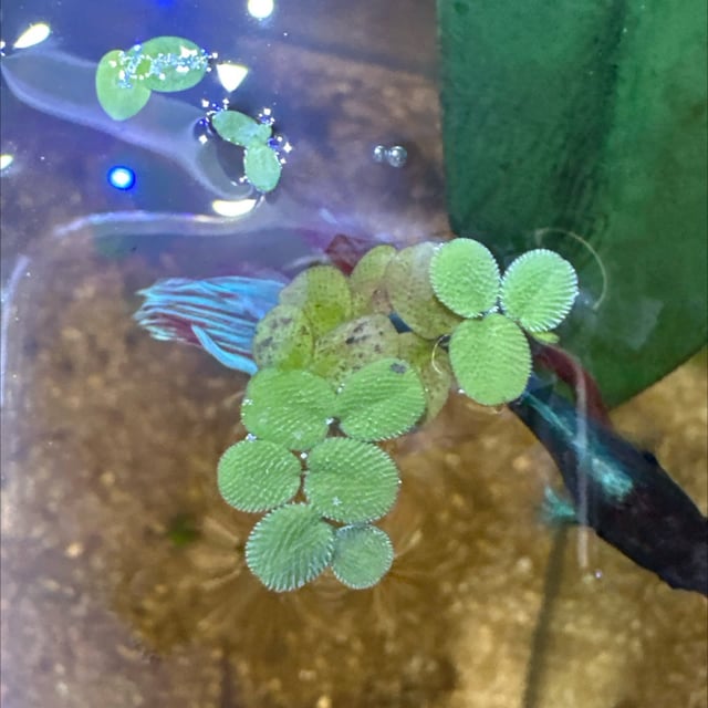 Salvinia