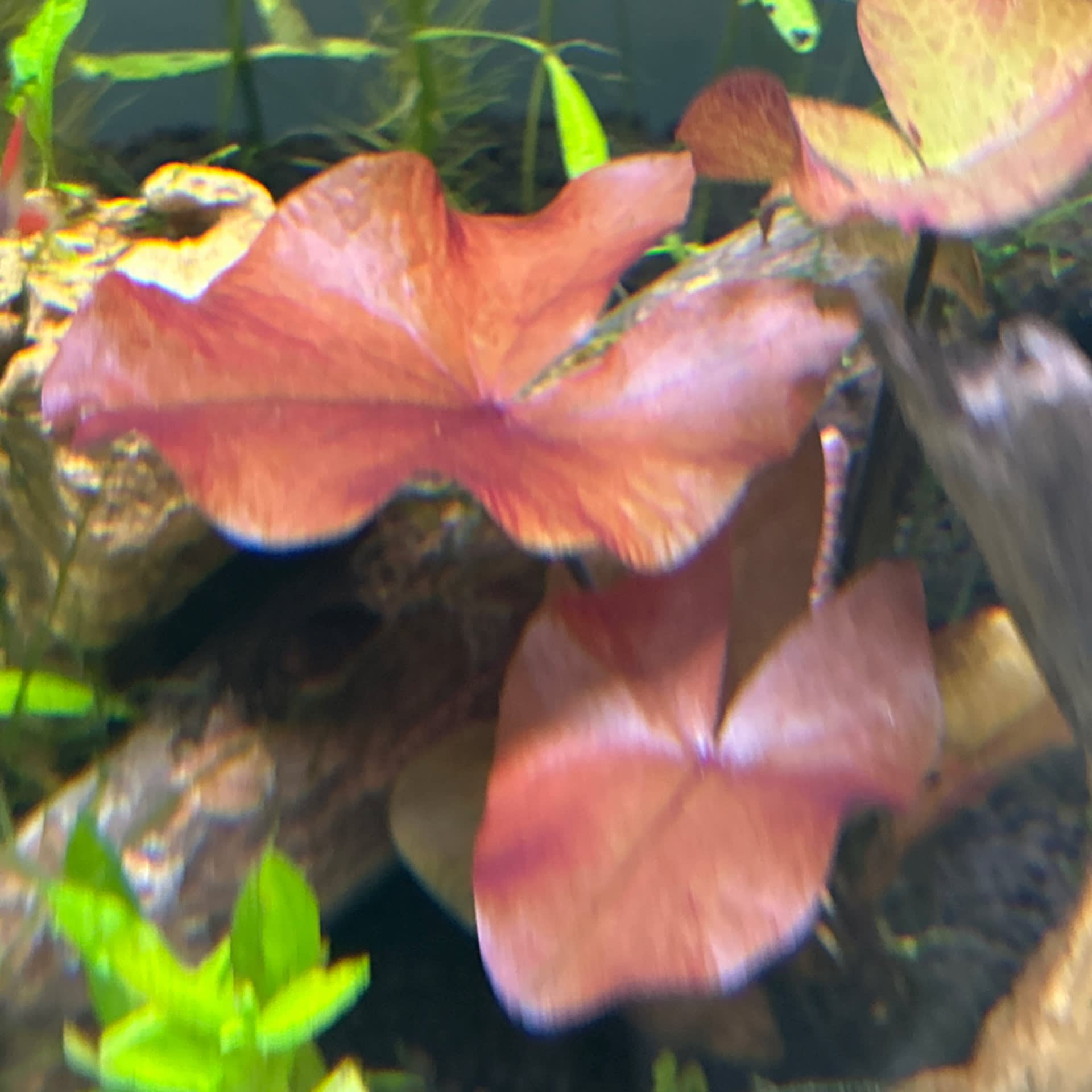 Red Tiger Lotus