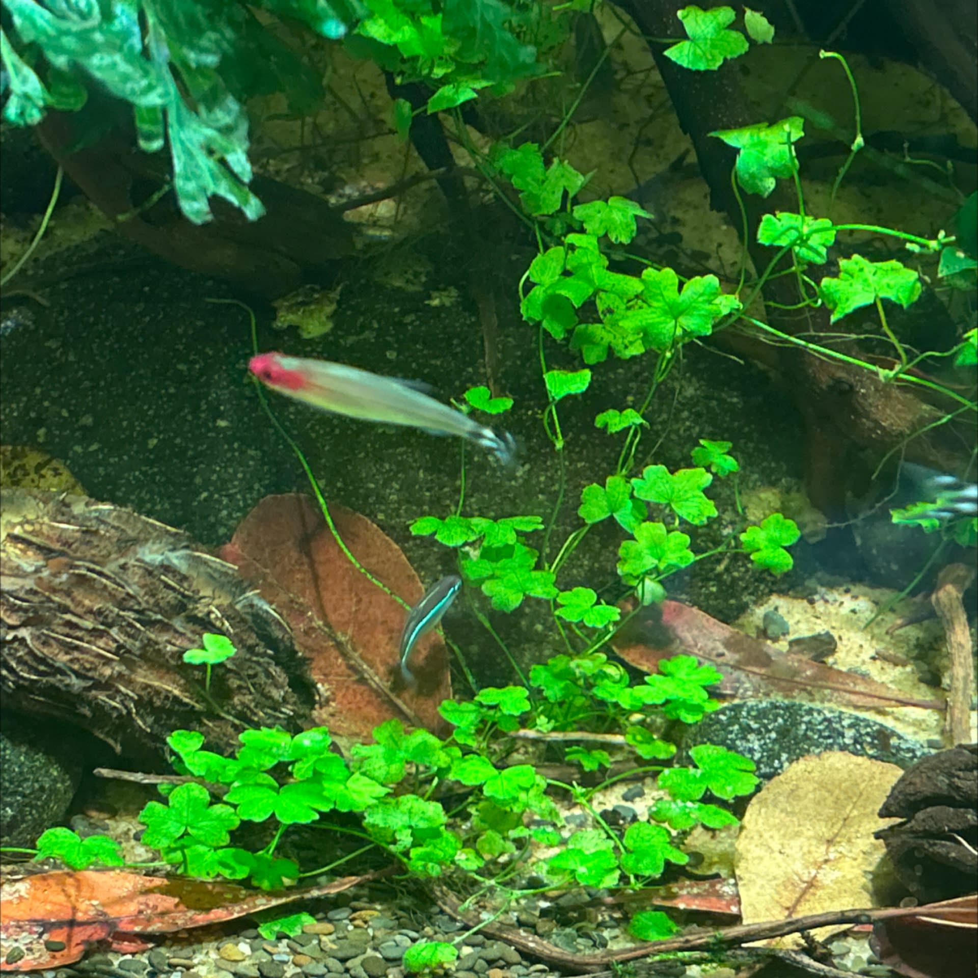 Hydrocotyle Tripartita