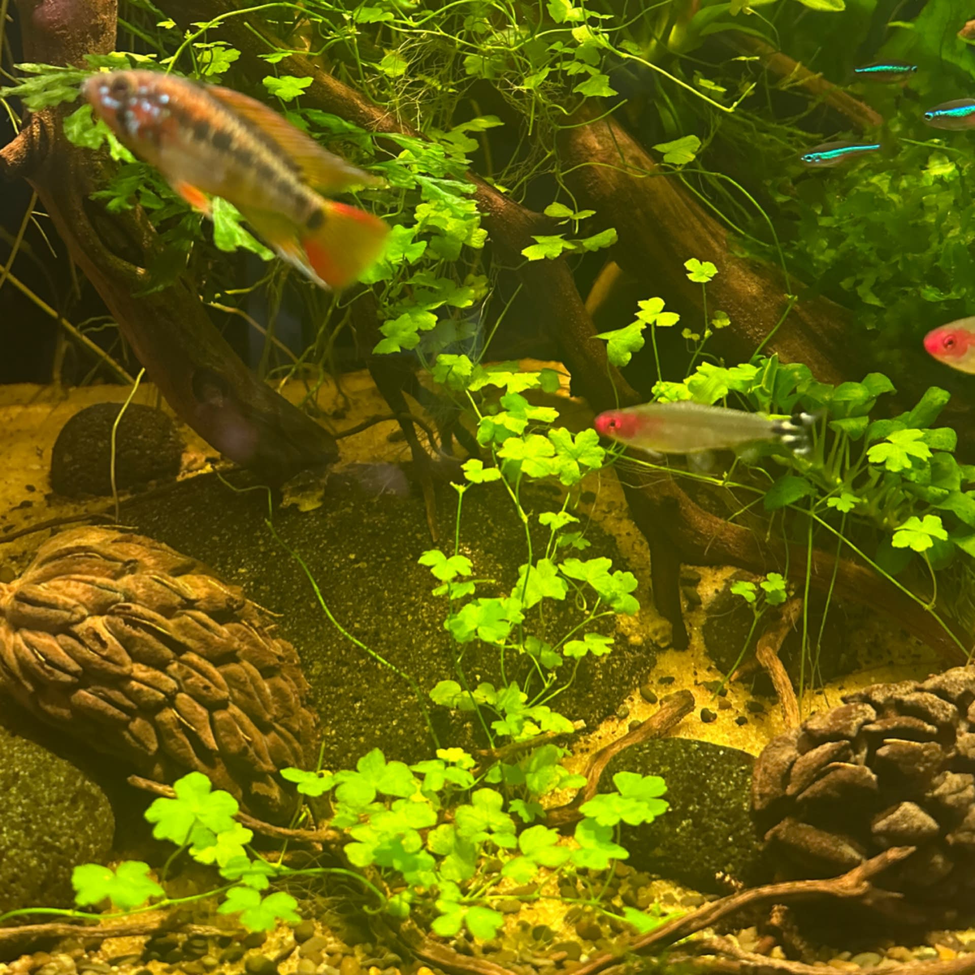 Hydrocotyle Tripartita
