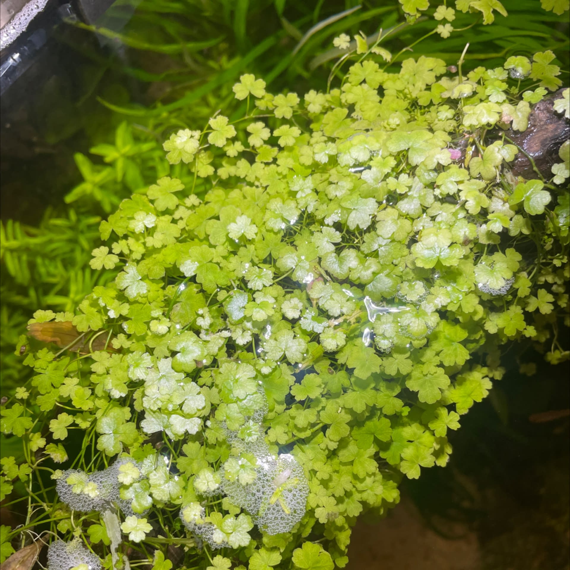 Hydrocotyle Tripartita