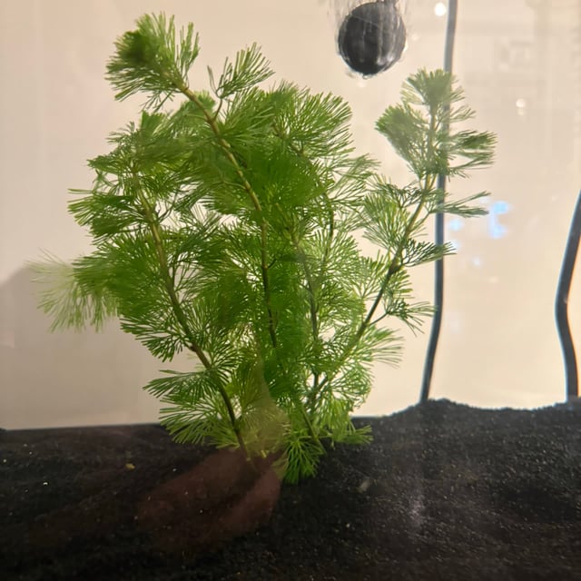 Cabomba