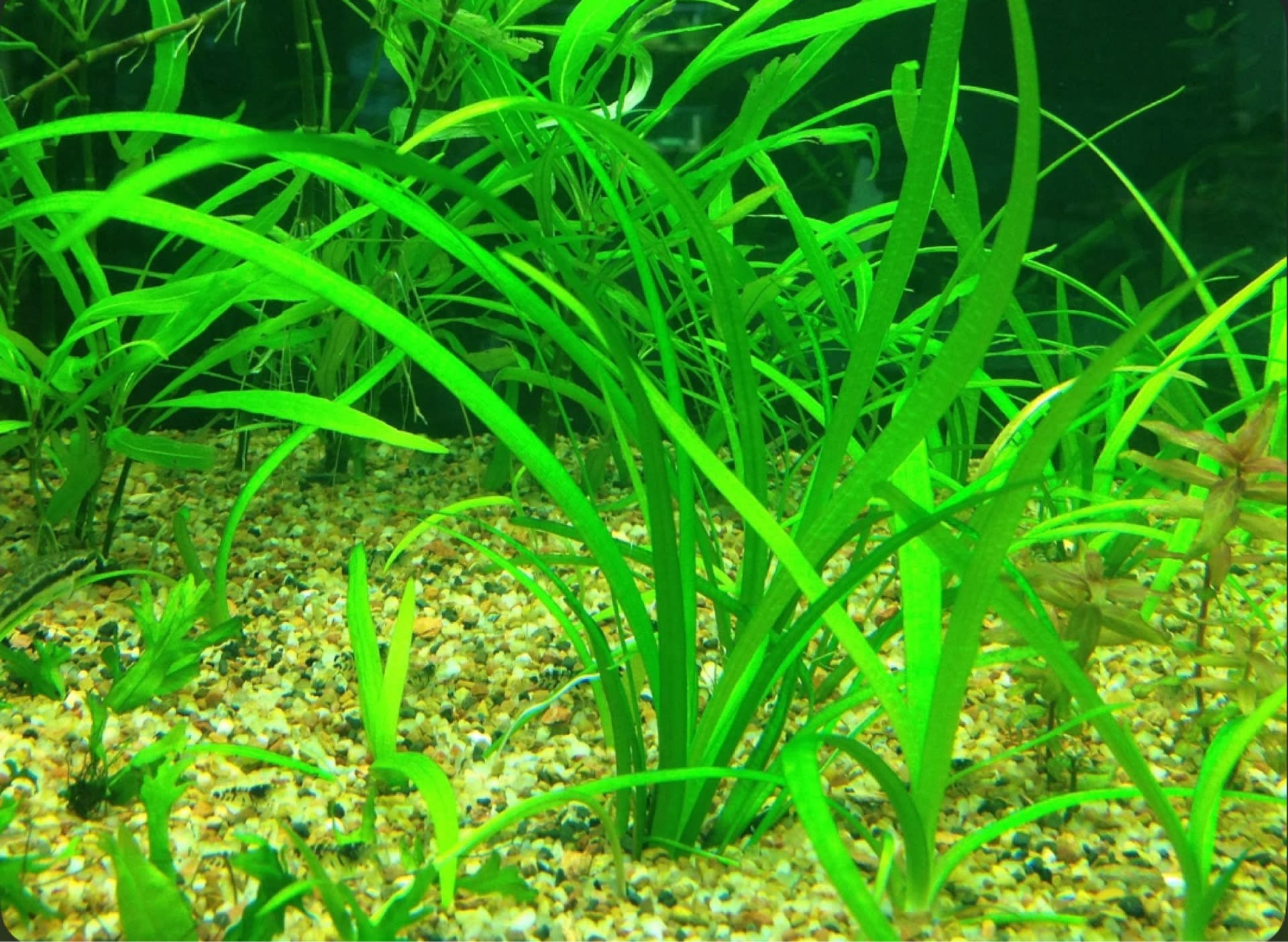 Sagittaria Subulata