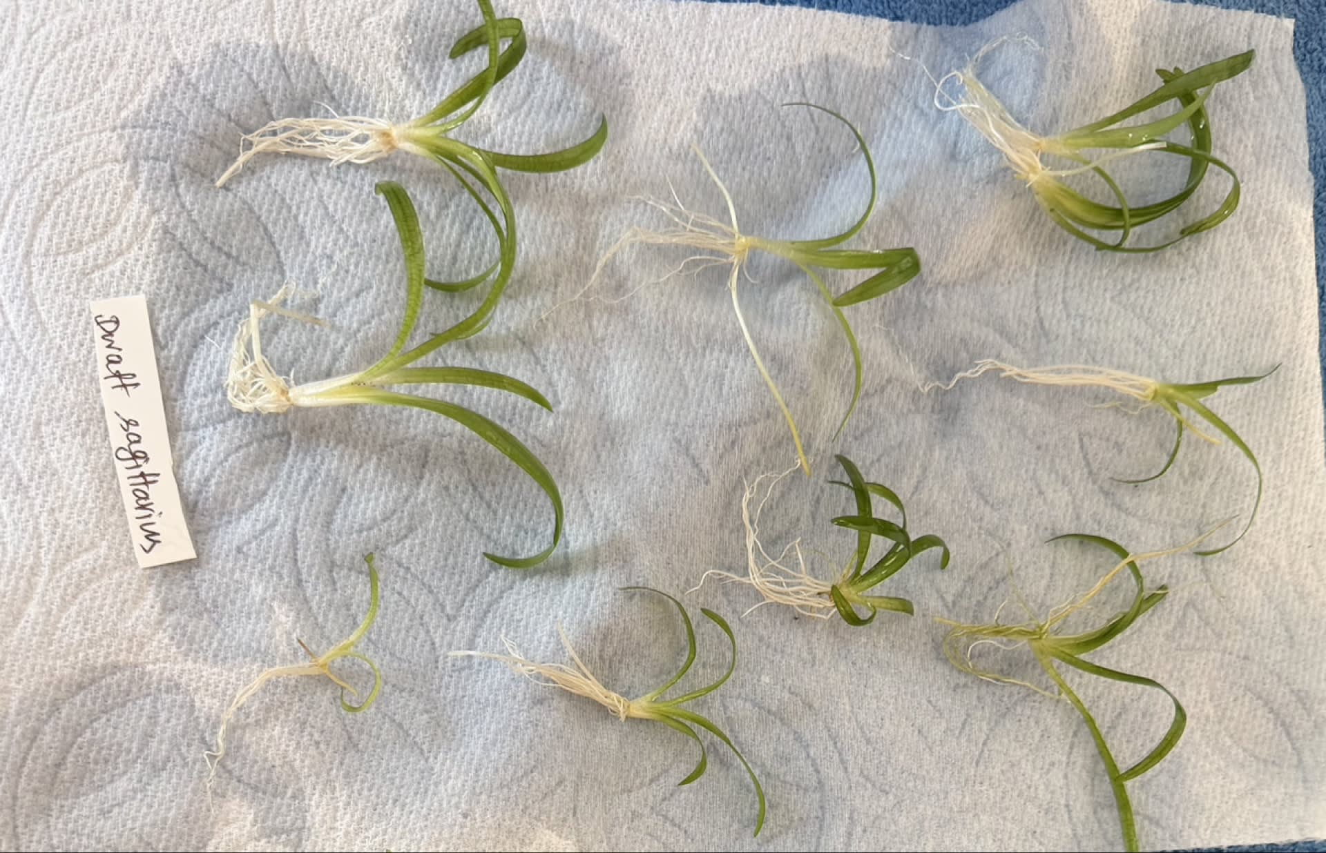Sagittaria Subulata