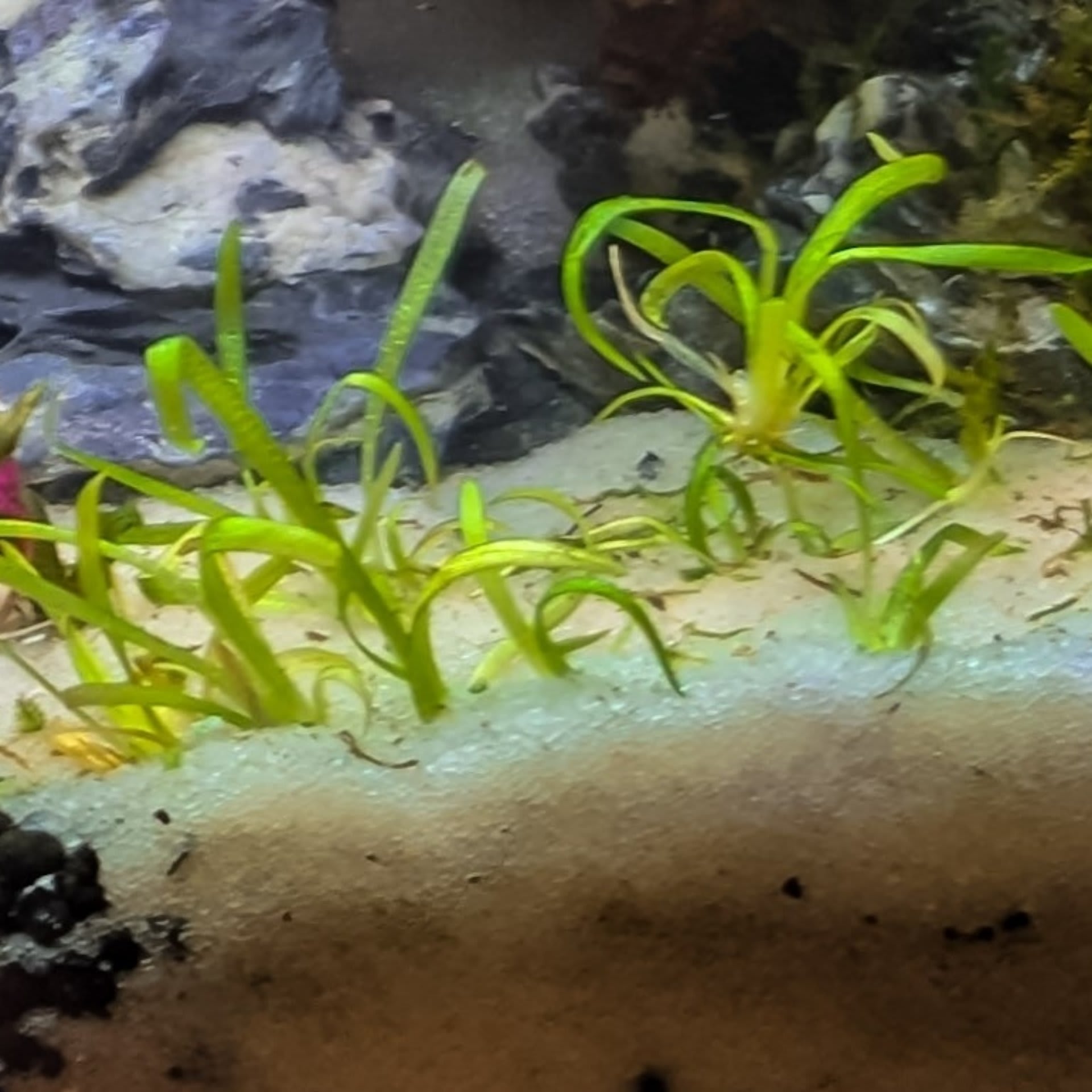 Sagittaria Subulata