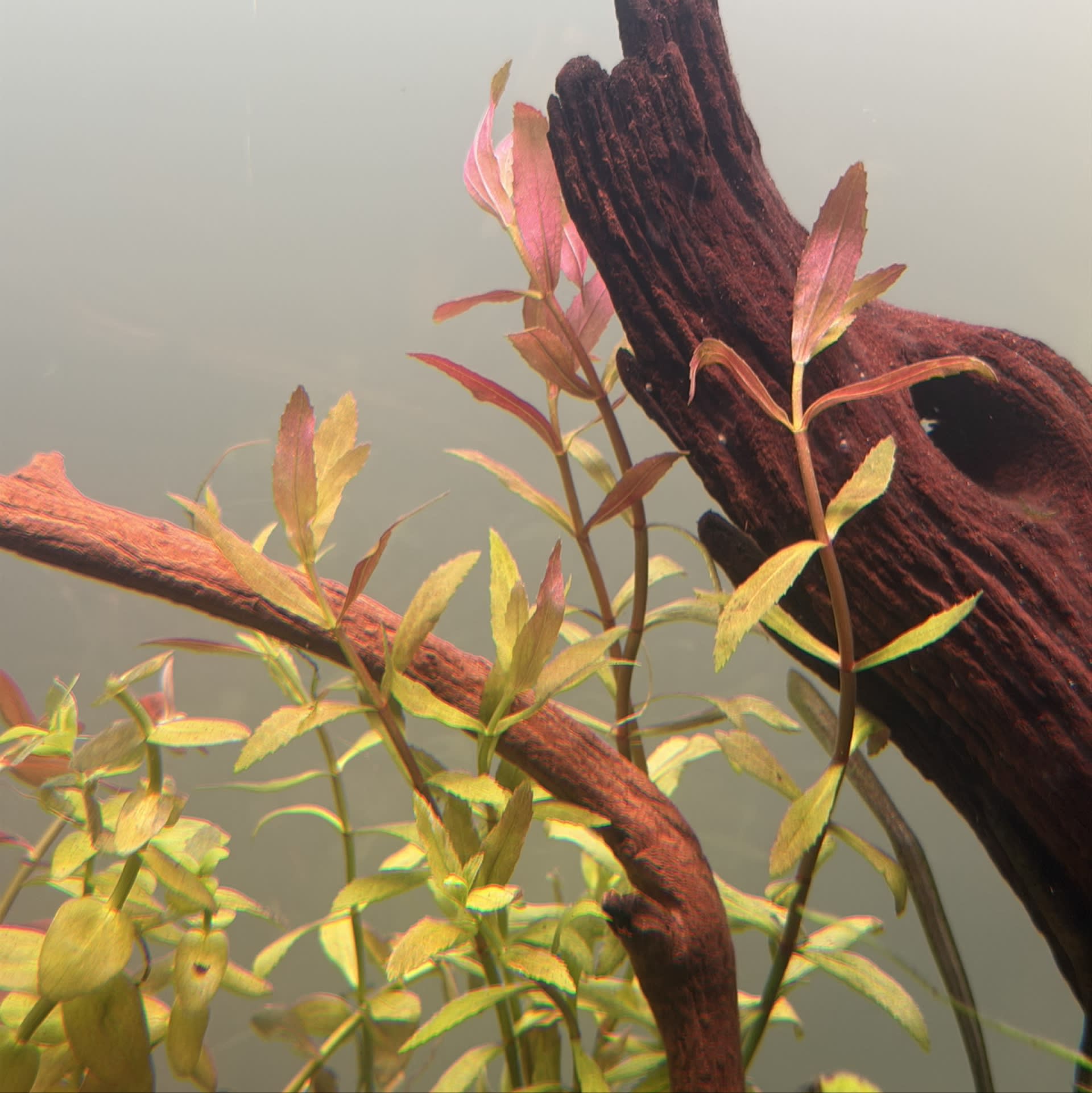 Limnophila Aromatica