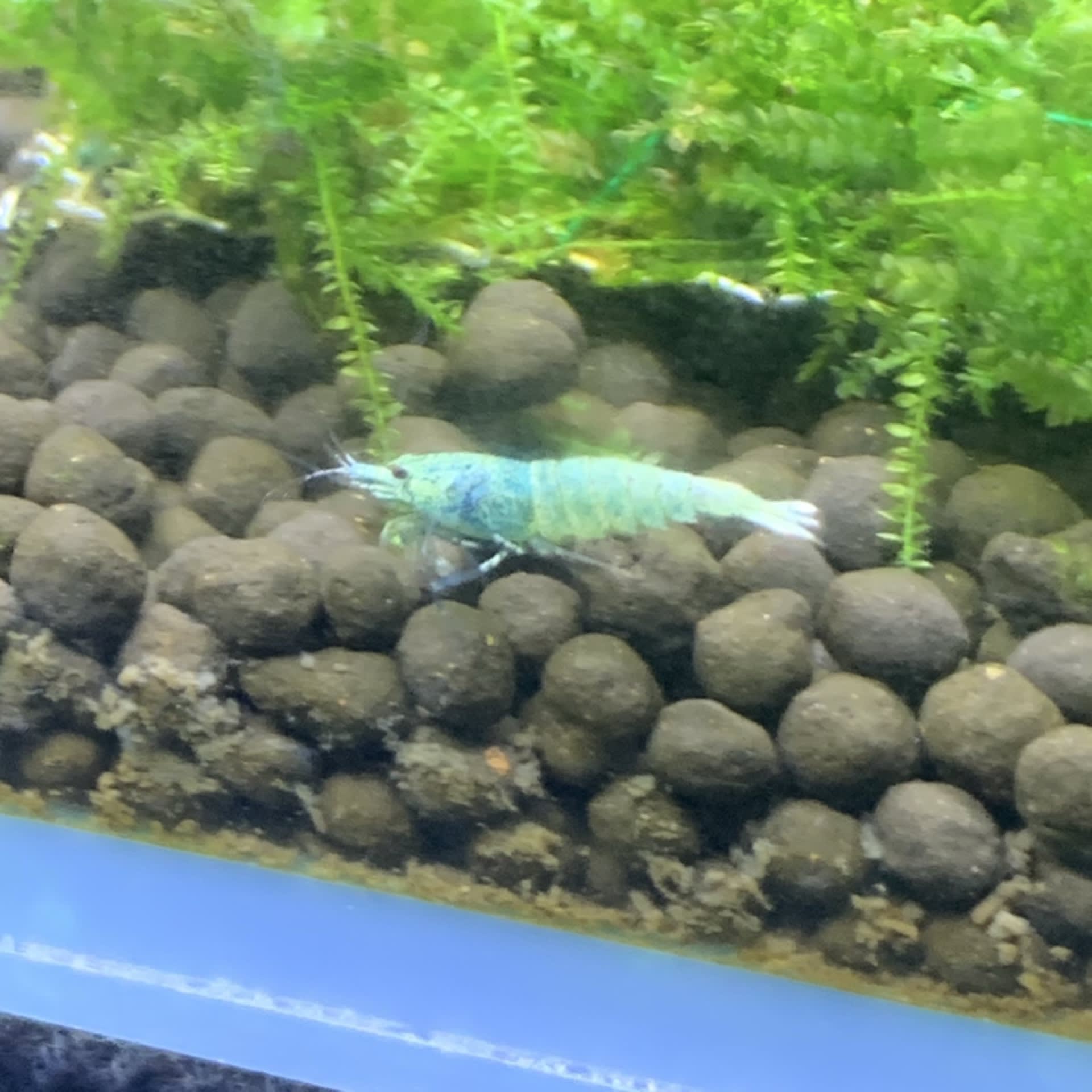 Blue Bolt Shrimp