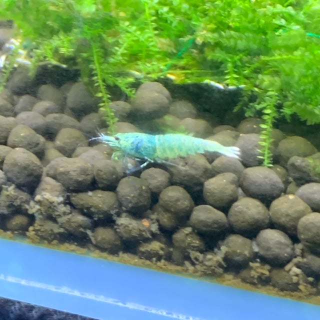 Blue Bolt Shrimp