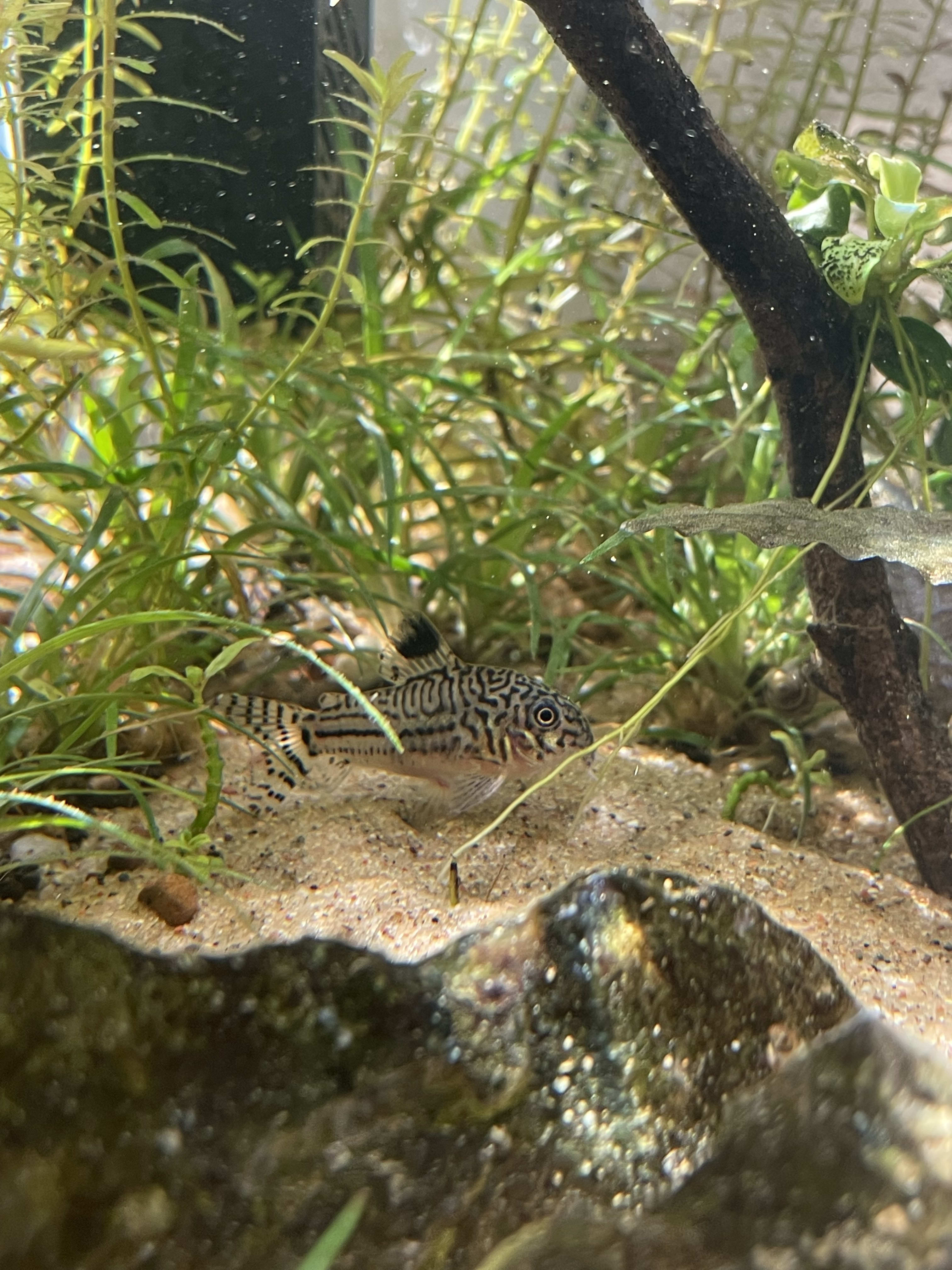 Julii Corydoras