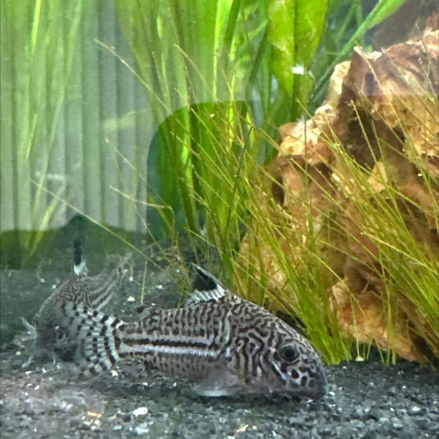 Julii Corydoras