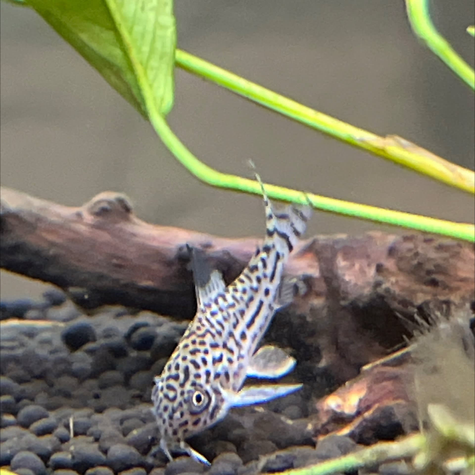 Julii Corydoras