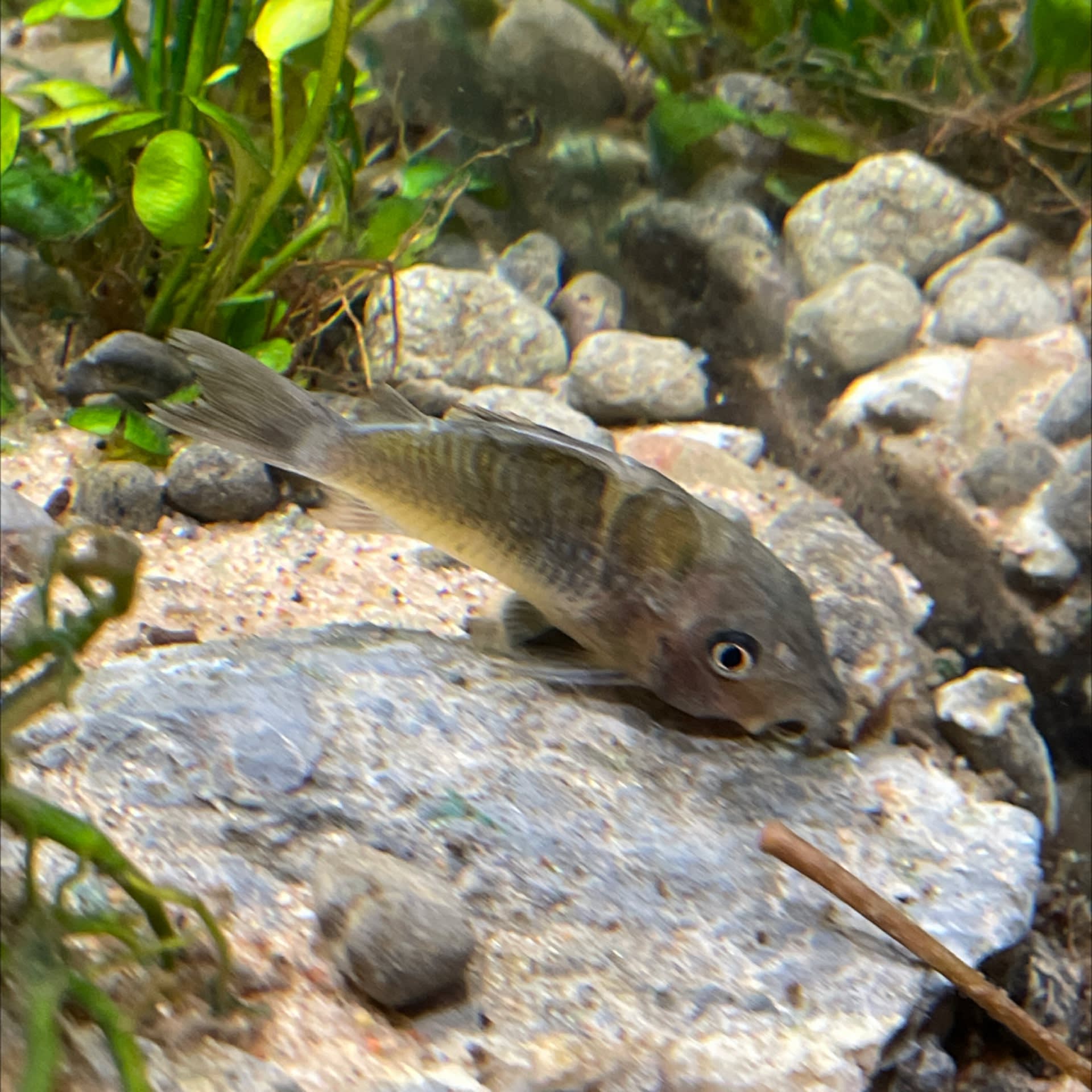Emerald Corydoras