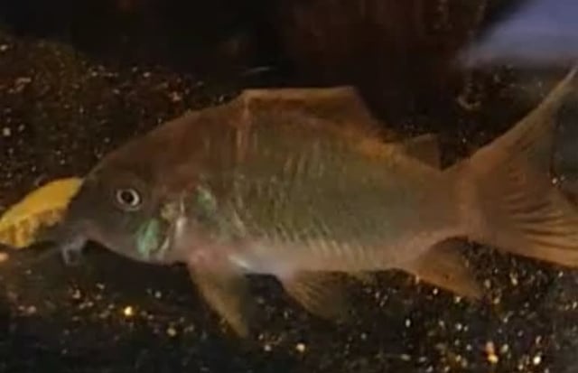 Emerald Corydoras