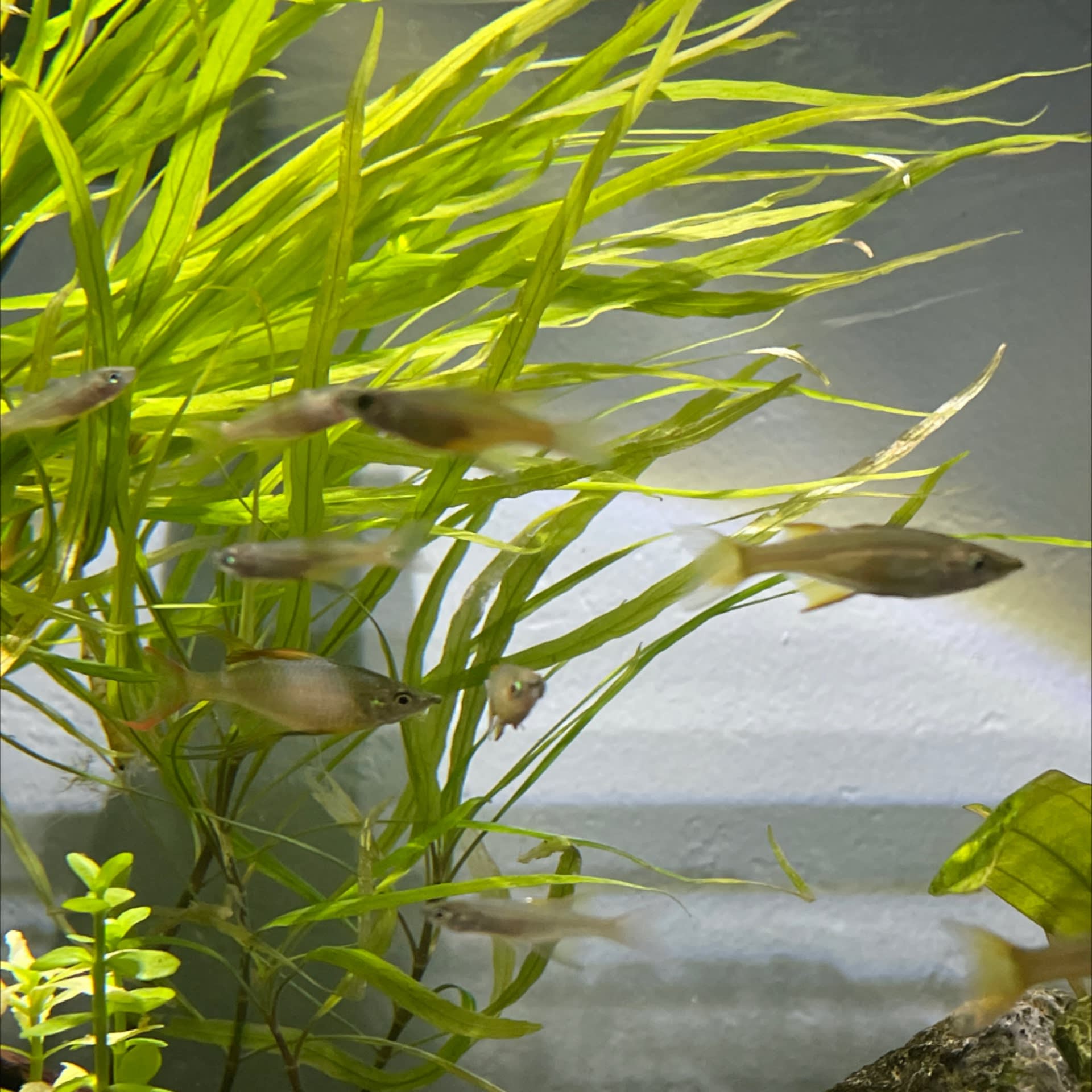 Threadfin Rainbowfish