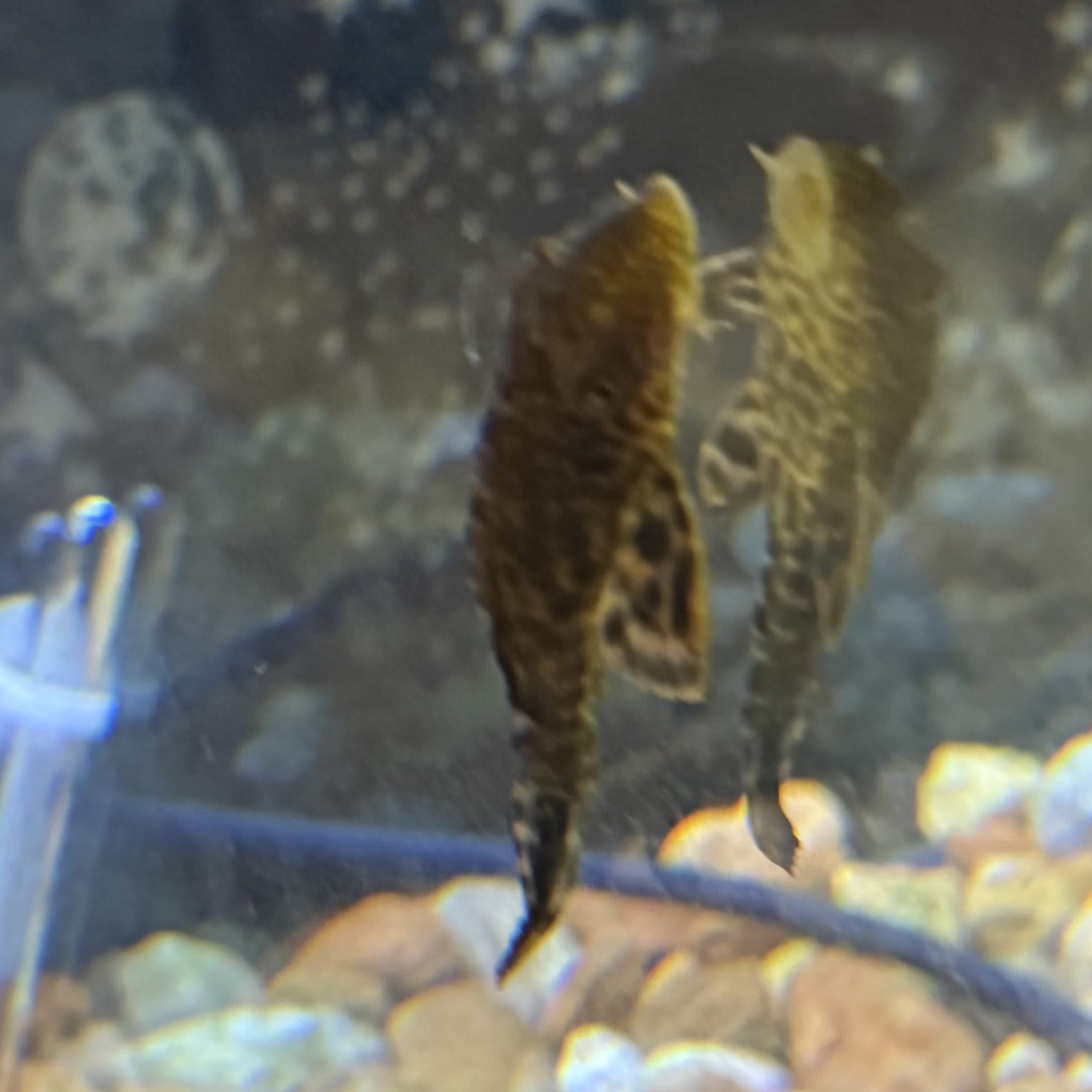 Common Pleco