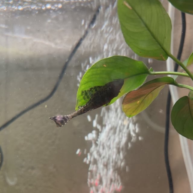 Common Pleco