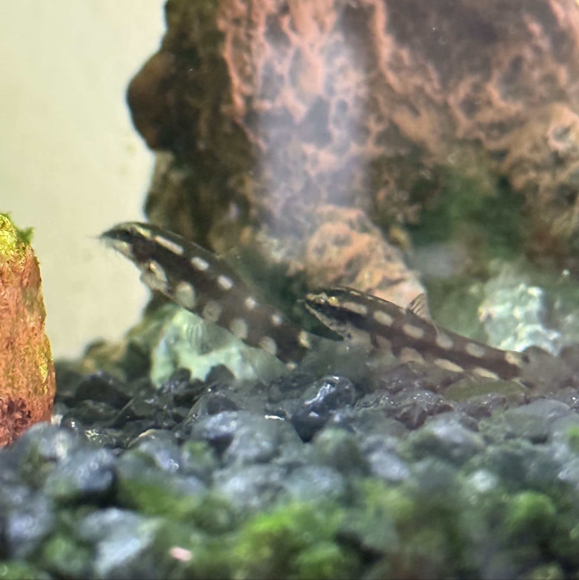 Dwarf Chain Loach