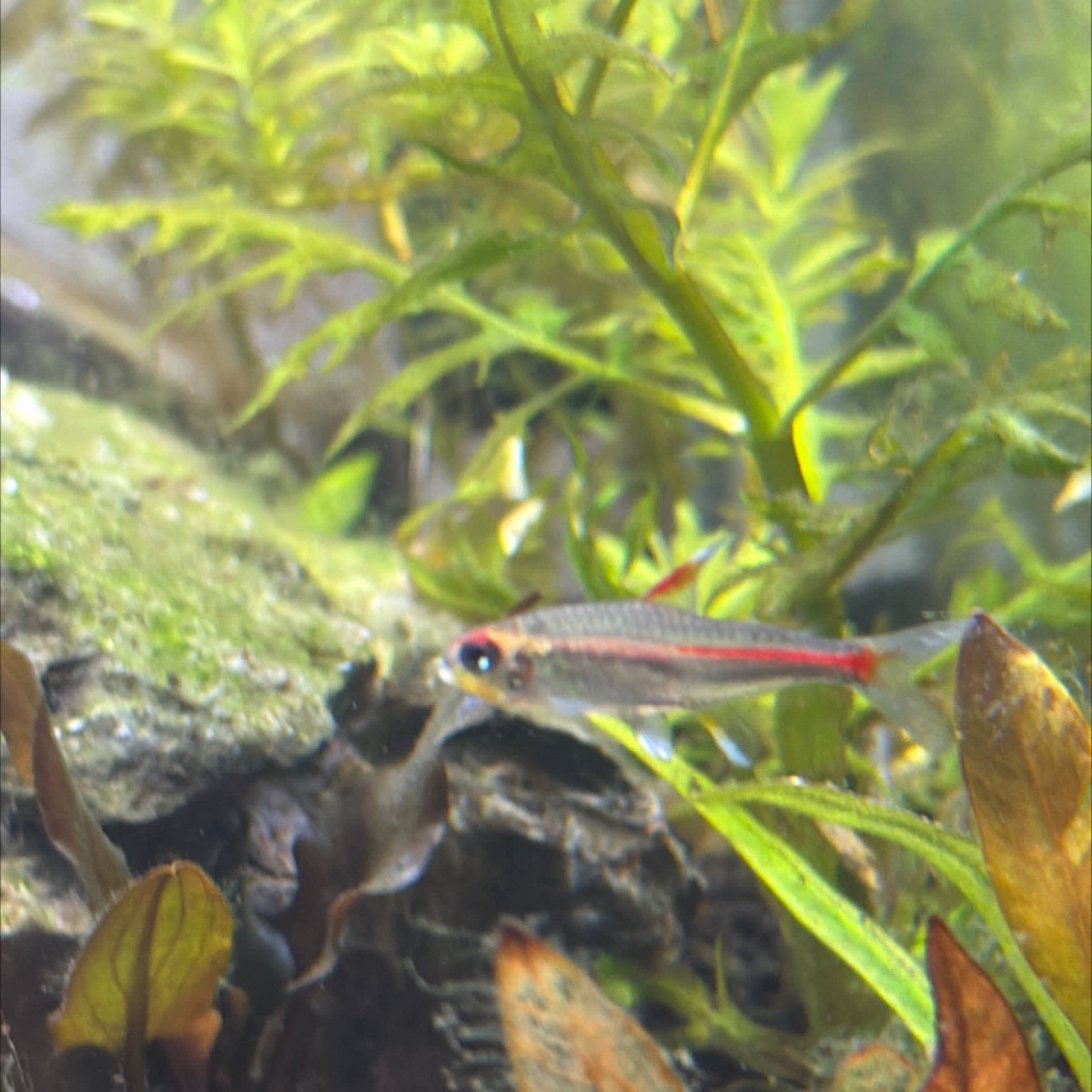 Glowlight Tetra