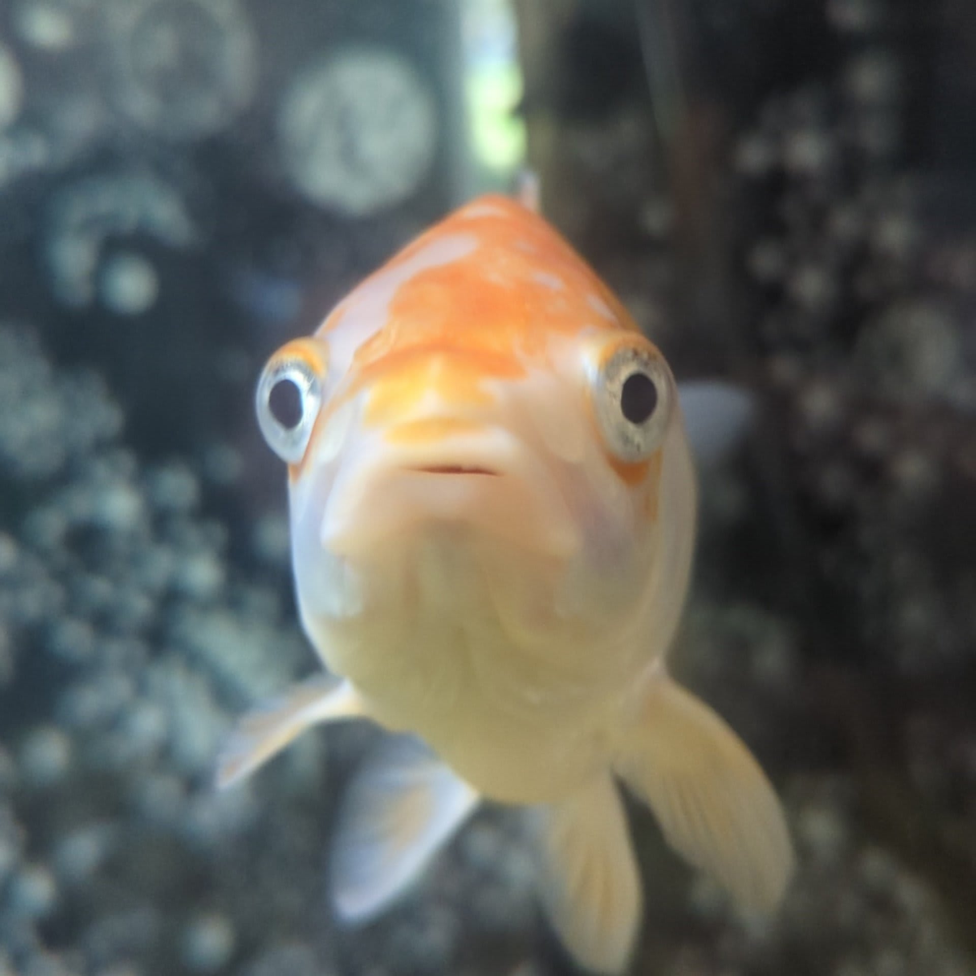 Common Goldfish