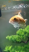 Goldfish